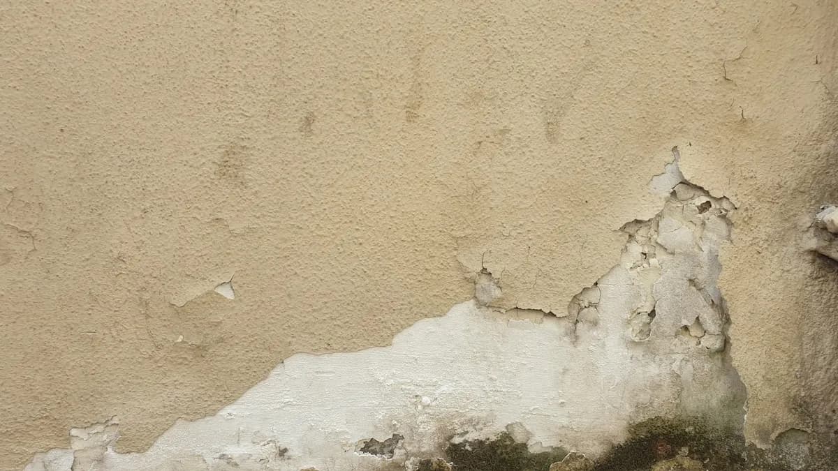 Moisissures dans votre logement : causes et solutions