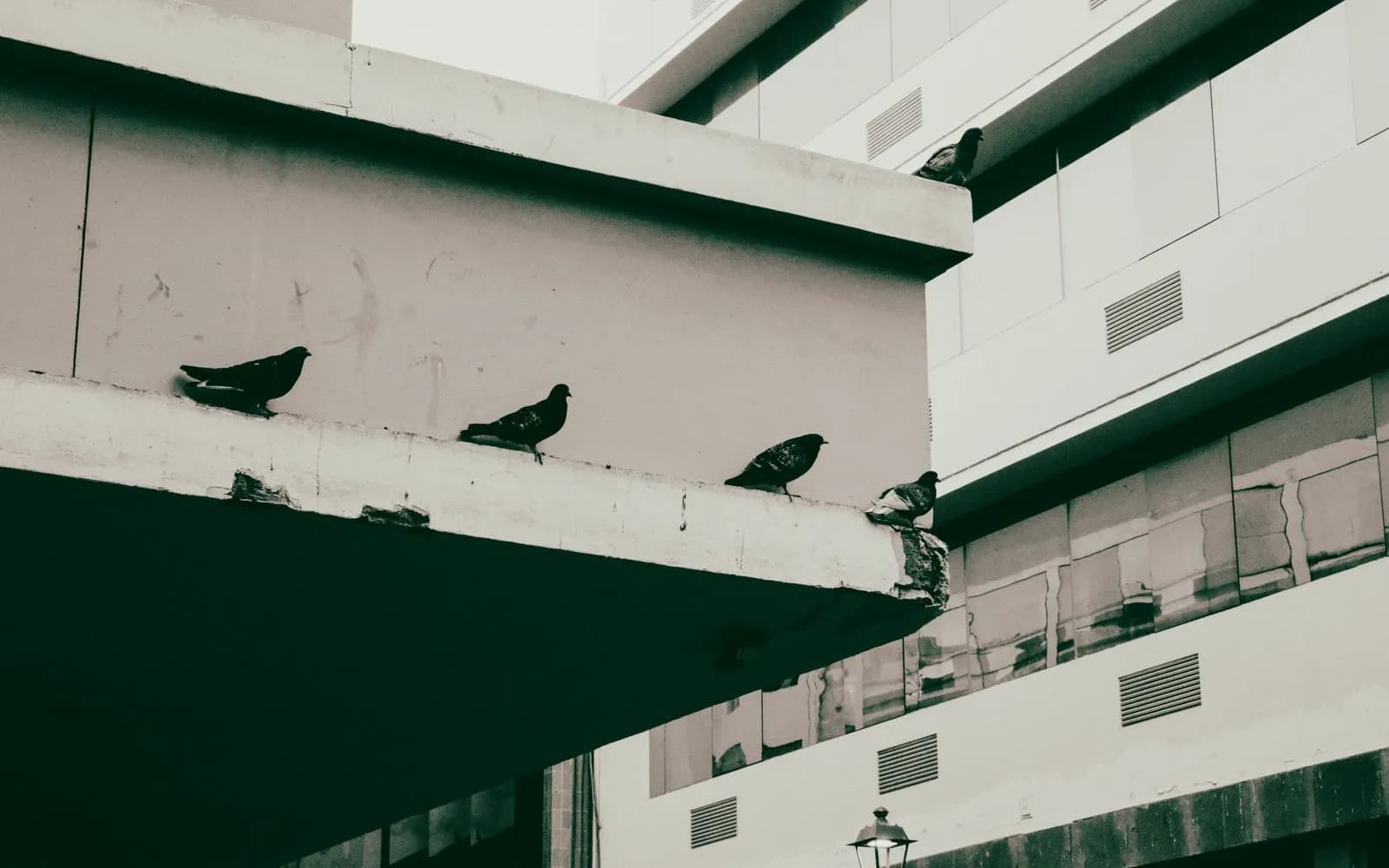 Pigeons posés sur le rebord d'un immeuble avant décapage